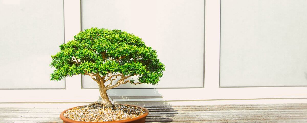 a developers bonsai